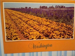 CHROM STIL POSTKARTE BLUMEN GÄRTEN RINGELBLUMEN MOUNT VERNON WASHINGTON - Bild 1 von 10