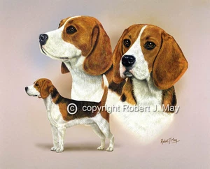 Beagle Multistudy Giclée-Druck von Robert J. Mai - Bild 1 von 1