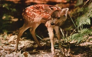 Bambi Little Red Coat That Was Still Somewhat Tousled Bore Fine Vintage Postcard - Picture 1 of 2