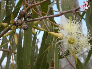 Alteya Organic Eucalyptus Oil 5ml-10ml - Energizing, Skin-Soothing and Purifying - Picture 1 of 17