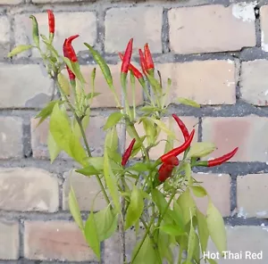 Chili Thai Dragon 10 Samen - Bild 1 von 1