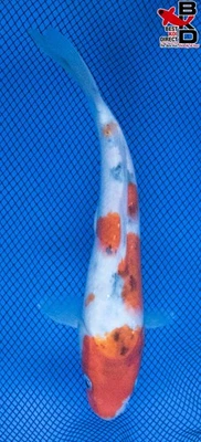 Estanque de jardín de peces koi vivos SANKE 9" 10/20 Foto 1 de 4