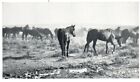 Wild Horses Coming To Drink At Water Hole Postcard