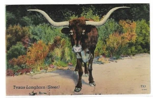 VTG Postcard - Texas Longhorn Steer  - Picture 1 of 2