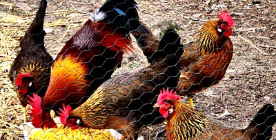 12 NPIP/AI Clean BROWN LEGHORN 🐓 Chicken Hatching Eggs SHOW QUALITY GRADE A+++ - Image 1 of 4