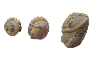 Ordovician Trilobite fossil Flexicalymene meeki Maysville Group Ohio lot #6 - Picture 1 of 7