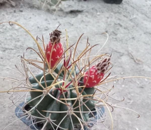 Sclerocactus uncinatus subsp. wrightii - 20x FRESH SEEDS (frost hardy cactus) - Imagen 1 de 3