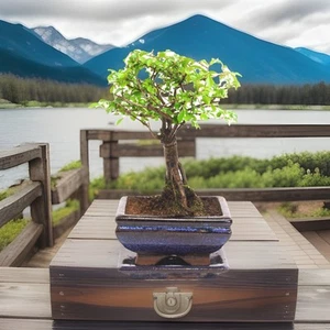 Chinese Elm, Bonsai, Broom Style 7 Years Old - Picture 1 of 1