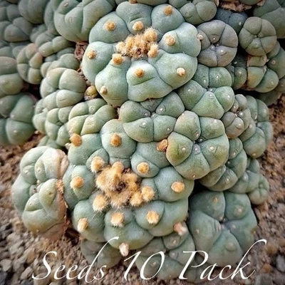 SEMILLAS RARAS (10pk) L. Var. “La Perdida” x10 (Diez) Cactus VENDEDOR DE EE. UU. Foto 1 de 4