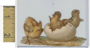 Victorian Diecuts, 1890's, Birds, Chickens, Chicks, Egg (81) - Picture 1 of 1