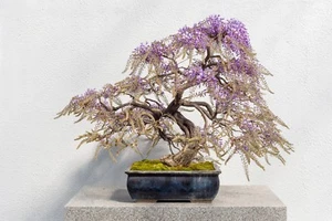 SAMEN  wilde Wistera gehört zu der Familie der Lippenblütler - zum Bonsai geei - Bild 1 von 1