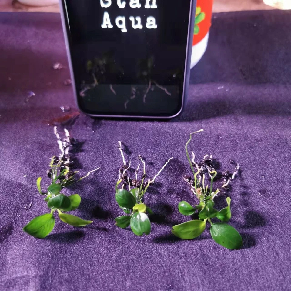 FREE EXPRESS 3XAnubias Nana Petite (10-15 leaves) Aqurium plants - image 1 of 4