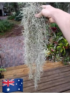 Old Mans Beard Spanish Moss (Air Plant) 10 Grams Bag Garden Succulents - Picture 1 of 3