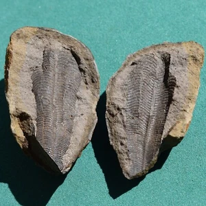 Conulariid Fossil from Devonian of Bolivia Paraconularia ulrichana - Picture 1 of 9