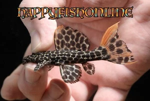 BREEDING PAIR OF L114 LEOPARD CACTUS PLECOS! HEALTHY LIVE YOUNG FISH! WC 8-10 CM - Picture 1 of 4