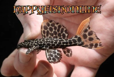BREEDING PAIR OF L114 LEOPARD CACTUS PLECOS! HEALTHY LIVE YOUNG FISH! WC 8-10 CM - Image 1 of 4