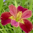Iris louisiana 'Bold Pretender'