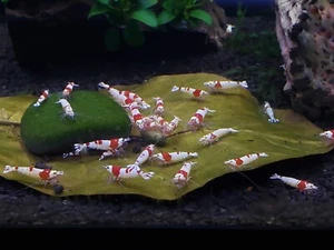 10 + 2 Pure Red Line Shrimp PRL (SS-SSS grade) - Picture 1 of 4