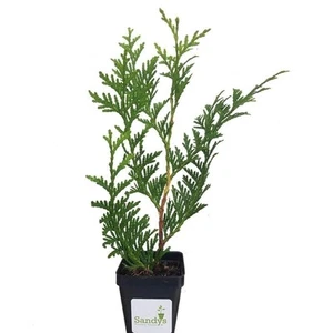Thuja Green Giant Arborvitae 3 inch pots, Lot of 5 - Picture 1 of 1