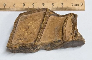 Pre Cambrian STROMATOLITE From Morocco - The Worlds oldest Fossil (#F7400) - Picture 1 of 1
