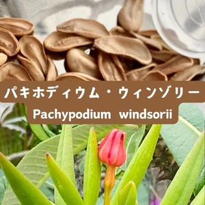 Pachypodium windsorii seeds5/10/20pcs Pachypodium baronii var. windsorii - Picture 1 of 1
