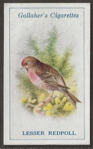 GALLAHER-BRITISH BIRDS 1923 (BY GEORGE RANKIN)-#006- LESSER REDPOLL