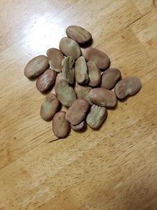 Fava Bean(Broad Beans) 20 Giant Seeds  - Picture 1 of 1