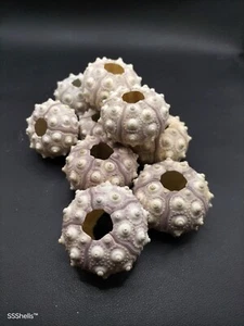 10 pack sputnik sea urchins. Air plant art crafts collectable sea shell - Bild 1 von 3