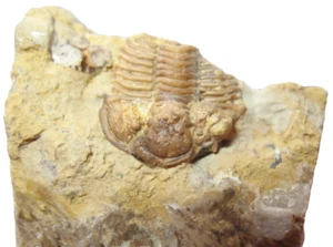 Ordovician trilobite fossil Encrinuroides capitonis Bromide Oklahoma #3 - Picture 1 of 5