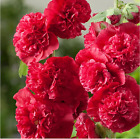 6 Hollyhock Chaters Double Scarlet Hardy Herbaceous Perennial Plug Plants