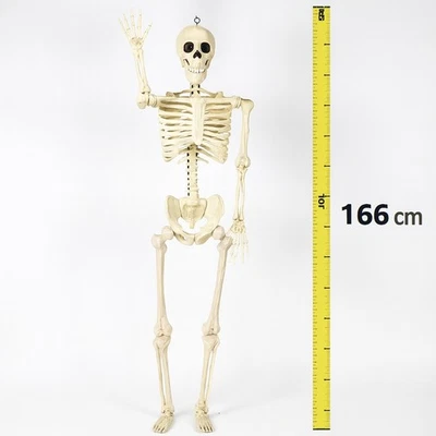 Life Size Skeleton 5ft 5in (166cm) Spooky Halloween Prop Scary Haunted House - Image 1 of 4