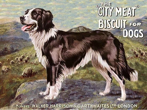 BORDER COLLIE SCHÖNES HUNDEFUTTER WERBUNG GRÜSSE NOTIZKARTE - Bild 1 von 1