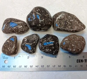 7 Crinoid Matrix Fossil Lot Michigan Devonian Specimens - Picture 1 of 8