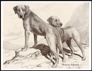 RHODESIAN RIDGEBACK DOGS LOVELY VINTAGE STYLE DOG ART PRINT POSTER - Picture 1 of 1