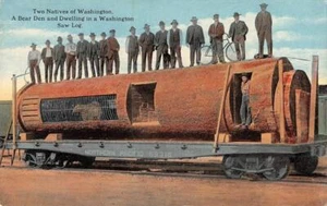 Postal Washington Saw Log Bear Den Vivienda Pacífico Norte RR década de 1910 - Imagen 1 de 2