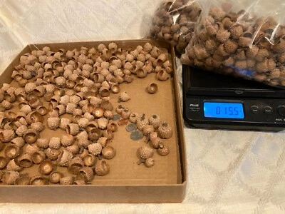 Artesanía - Tapas Bellota Roble - 15 Onzas, Variedad de Tamaños, Natural/Calif. Foto 1 de 4