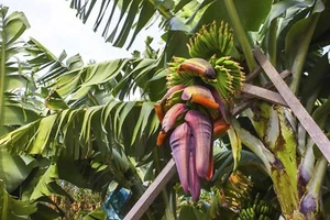 7 Seeds Musa Cheesmanii, Cheesman's Banana Tree - Picture 1 of 1