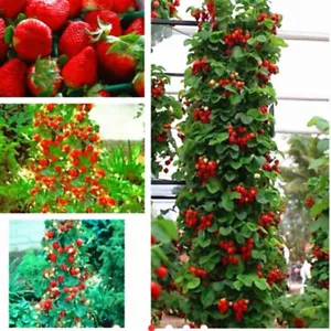 RARE CLIMBING STRAWBERRY Fruit Tree 40Pcs SEEDS For Home Planting - Picture 1 of 7