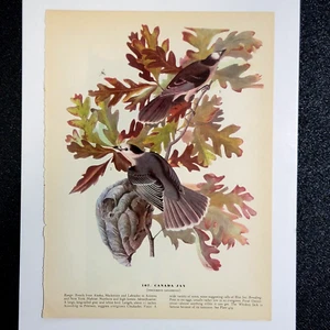 1944 Vintage Audubon Bird Book Print - Canada Jay / Fox Sparrow - Picture 1 of 2