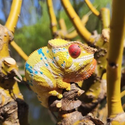 Animal Cuerpo Celestial Furcifer pardalis Ankify Pantera Camaleón Estatua Foto 1 de 4
