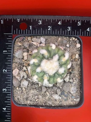 ariocarpus astrophytum aztekium Koeh-resii 1.5in (Damaged) - Image 1 of 2