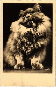 CPA AK CATS (1340456) - Bild 1 von 2