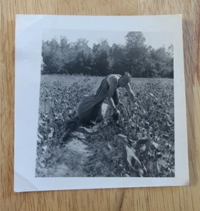 Foto vintage ~ selección de algodón - Imagen 1 de 2