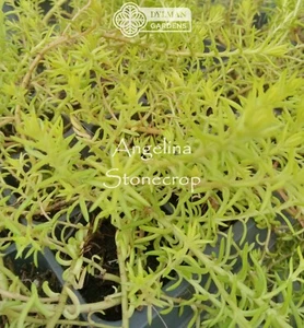 Angelina Stonecrop - Sedum rupestre 'Angelina' - Rocky Stonecrop - 4 to 6 inches - Picture 1 of 12