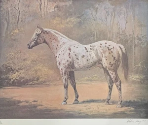 Helen Hayse Appaloosa Stud HAND SIGNED Horse Stallion LITHOGRAPH equestrian art - Picture 1 of 14