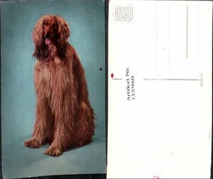 135960,Süsse Hunde Hund Collie - Picture 1 of 1