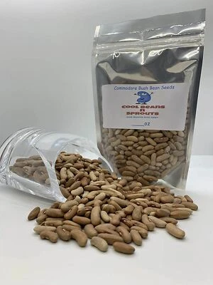 Bean Commodore Bush Bean Seeds, ,"COOL BEANS N SPROUTS" Brand. Home Gardening. - Image 1 of 3