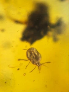 uncommon Ixodoidea tick Burmite Myanmar Burmese Amber insect fossil dinosaur age - Imagen 1 de 6