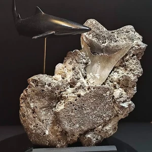 ๐ฅ๐ฅ MEGALDON Shark TOOTH Fossil in MATRIX 100% NATURAL - DIVER FOUND - RARE๐ฅ๐ฅ - Picture 1 of 12