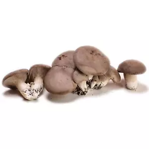 Balletta Funghi Cardoncelli, ceppo Pleurotus Eryngii, produzione professionale - Foto 1 di 4